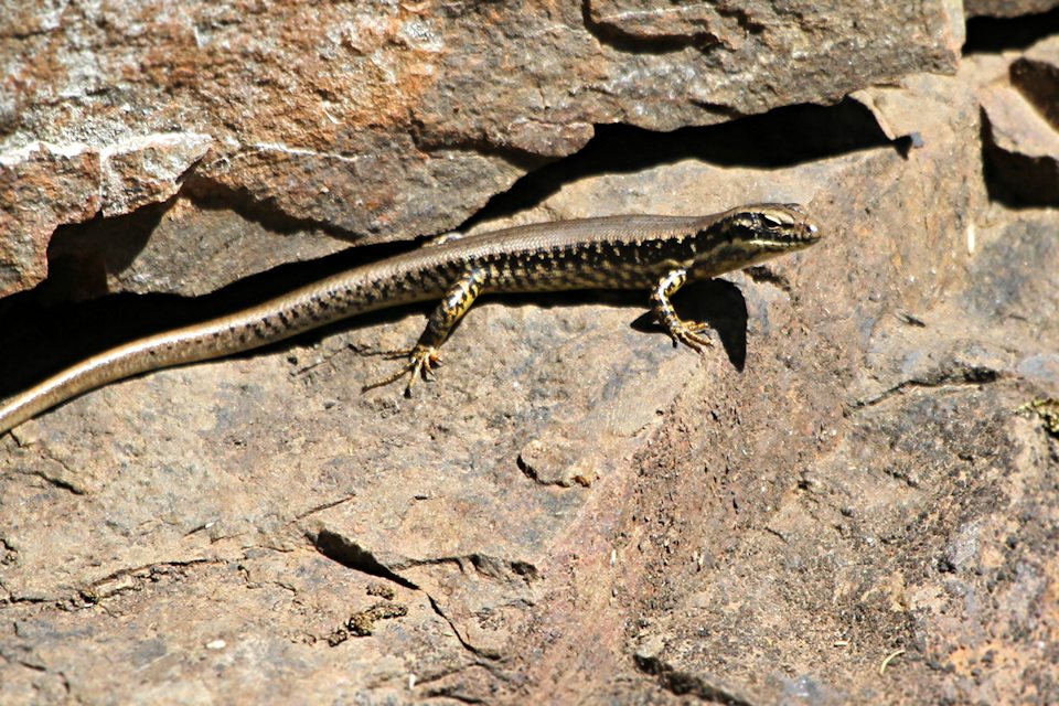 Southern Water Skink (Eulamprus tympanum)